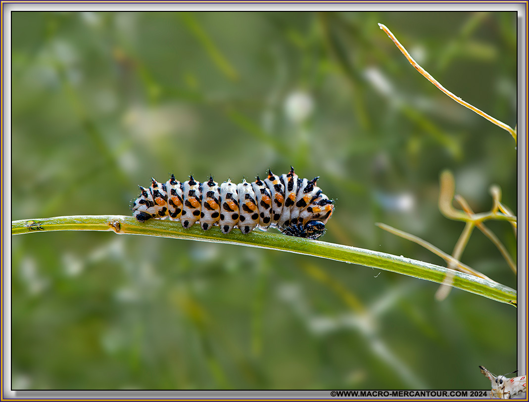 Chenille de Machaon (jeune)